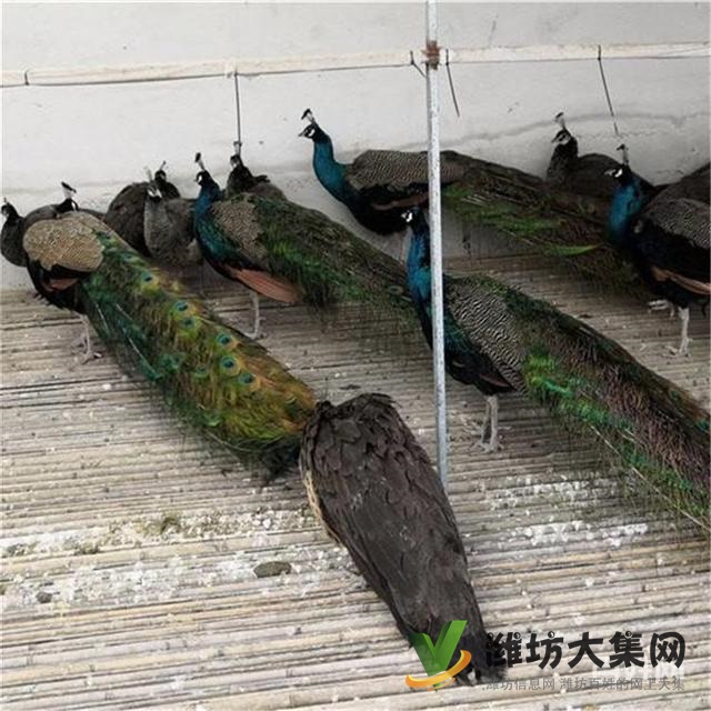 濰坊奎文孔雀養(yǎng)殖場出售成年藍孔雀價格